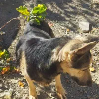 ژرمن باهوش|سگ|سبزوار, توحیدشهر|دیوار