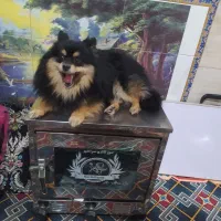 پامر روباهی دو سر اصالت. نر