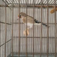 سهره نر کرمونی.بخون