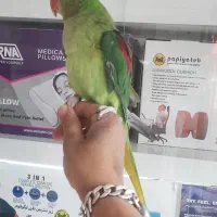 جوجه شاه طوطی چشم سیاه حلقه پا پرورشی|پرنده|ری, علایین|دیوار