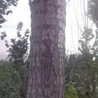 خرید چوب خشک تر