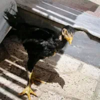 جوجه مرغ و خروس لاری