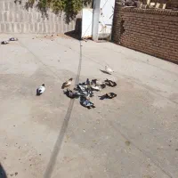 بله سینه ای|پرنده|بهرمان, |دیوار