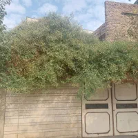 فروش منزل کلنگی ۳۷۰ متر بر خیابان فرگاز|فروش زمین و ملک کلنگی|شیراز, فرگاز|دیوار