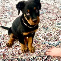 توله روتوایلر