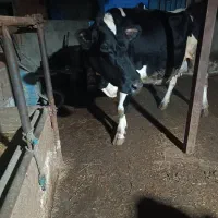 گاو هلیشتان شیری|حیوانات مزرعه|جلین, |دیوار