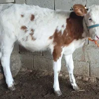 گوساله سیمنتال ماده جنس