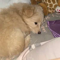 توله پامر و اشپیتز