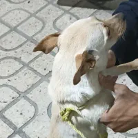 سگ پاکوتاه