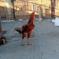 تخم مرغ لاری|حیوانات مزرعه|بهارستان, |دیوار