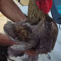 فروش خروس محلی