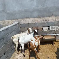 ۳ عدد بز