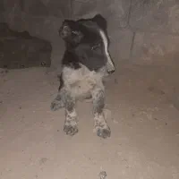 سگ نر قدریجونی|سگ|باغ ملک, |دیوار