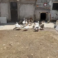قوغاز
