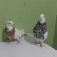 طوقی،|پرنده|بندر گناوه, |دیوار