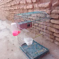 عروس هلندی|پرنده|اندیمشک, |دیوار