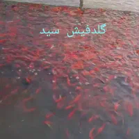 ماهی قرمز|ماهی|قره چای, |دیوار