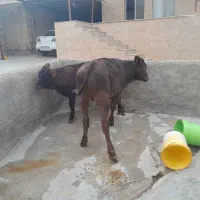 گوساله ماده سویسی