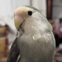 طوطی برزیلی گم شده