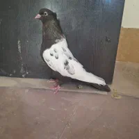 فروش کبوتر سینه ای ماده و جوجه و کله سیاه درشت