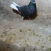 کبوتر دم سفید|پرنده|دیواندره, |دیوار