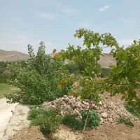 باغ در عنصرود