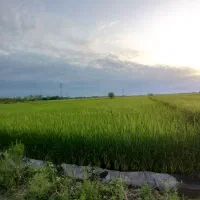 زمین کشاورزی(بیجار)