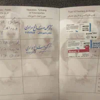 سگ پامر روباهی|سگ|شیراز, قصرالدشت|دیوار