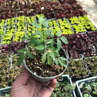 نشا‌ گوجه و خیار و کدو