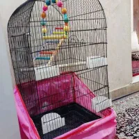 قفس عروس هلندی