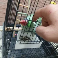 شاه طوطی اسکندری ماده نیمه دستی