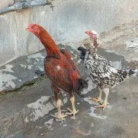 لاری