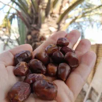 نقلی خشک آجیلی|حراج|شادگان, |دیوار