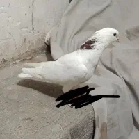 کفتر شکار