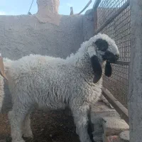 سه تا بره مری