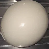 پوکه تخم شترمرغ