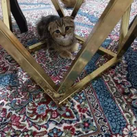 گربه|گربه|کرمان, |دیوار