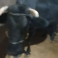 گاو شیری|حیوانات مزرعه|بروجرد, |دیوار