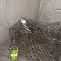 عروس هلندی|پرنده|اصفهان, شهریار|دیوار