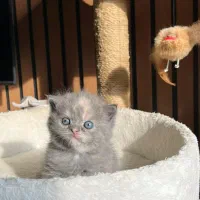 گربه بلو ماده بریتیش