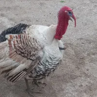 بغلمون نر سفید بالق ارام
