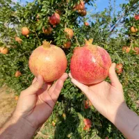 انار سنگان  طارم|عمدهفروشی|رشت, بلوار گیلان|دیوار