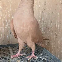 کفتر کبوتر|پرنده|اقبالیه, |دیوار