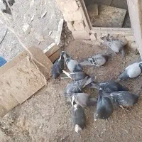 کبوتر خودت نگاه کن پسند شد درخدمتم ...|پرنده|سلیمان, |دیوار