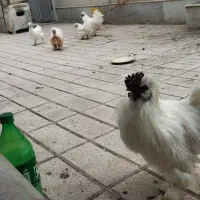 مرغ و خروس ابریشمی