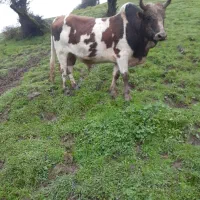 جونگه خریداری بیا  الکی مزاحم نشو|حیوانات مزرعه|آستارا, |دیوار