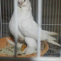 کبووترلانگ