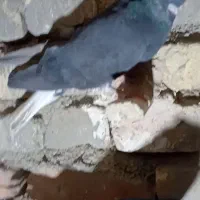 کبوتر دم سفید