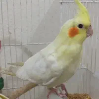 عروس هلندی نر دست باز