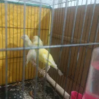 ۴ عدد قناری